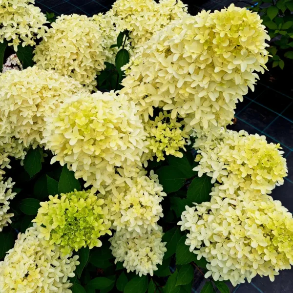 skaraina-hortenzija-hydrangea-paniculata-skyfall-3 skaraina hortenzija hydrangea paniculata skyfall