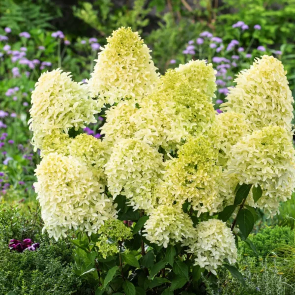 skaraina-hortenzija-hydrangea-paniculata-skyfall-4 skaraina hortenzija hydrangea paniculata skyfall