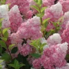 skaraina hortenzija hydrangea paniculata sunday fraise