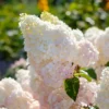 skaraina hortenzija hydrangea paniculata sunday fraise