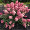 skaraina hortenzija hydrangea paniculata sunday fraise