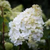 skaraina hortenzija hydrangea paniculata sunday fraise