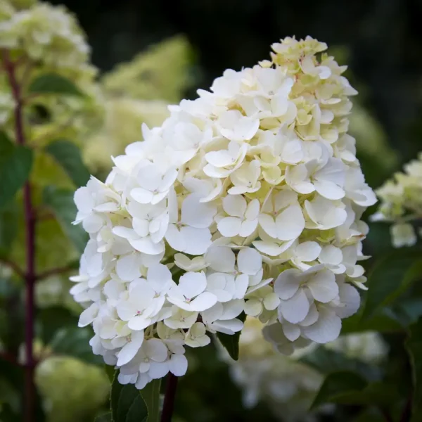 skaraina hortenzija hydrangea paniculata sunday fraise