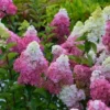skaraina hortenzija hydrangea paniculata sunday fraise