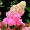 skaraina hortenzija hydrangea paniculata sunday fraise