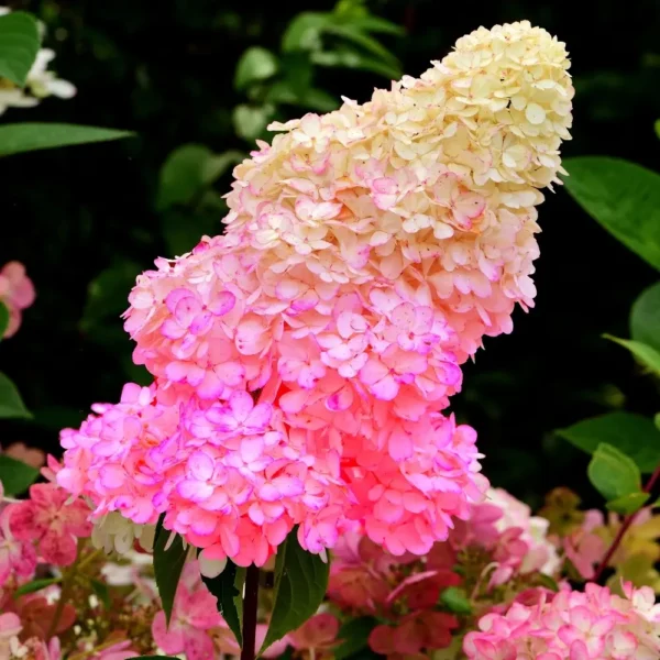 skaraina hortenzija hydrangea paniculata sunday fraise
