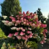 skaraina hortenzija hydrangea paniculata vanilla fraise