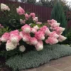 skaraina hortenzija hydrangea paniculata vanilla fraise