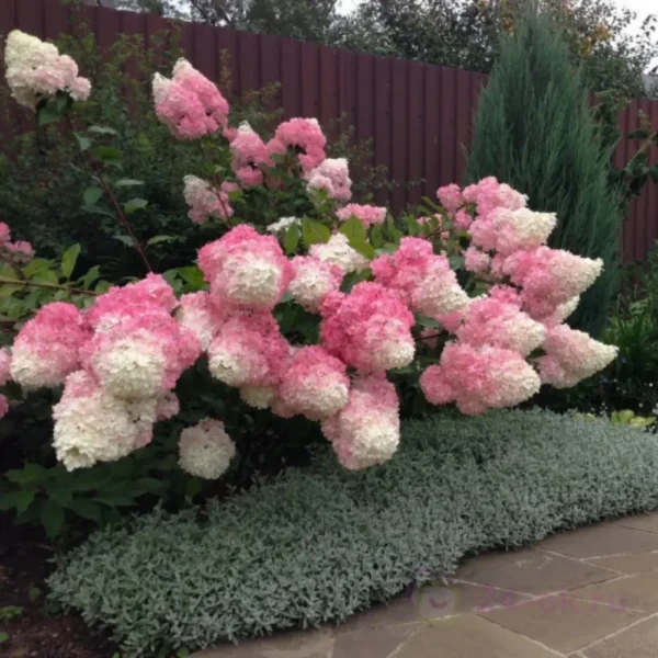skaraina hortenzija hydrangea paniculata vanilla fraise