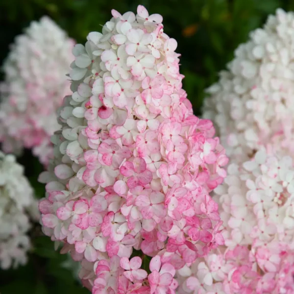 skaraina hortenzija hydrangea paniculata vanilla fraise