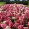 skaraina hortenzija hydrangea paniculata vanilla fraise