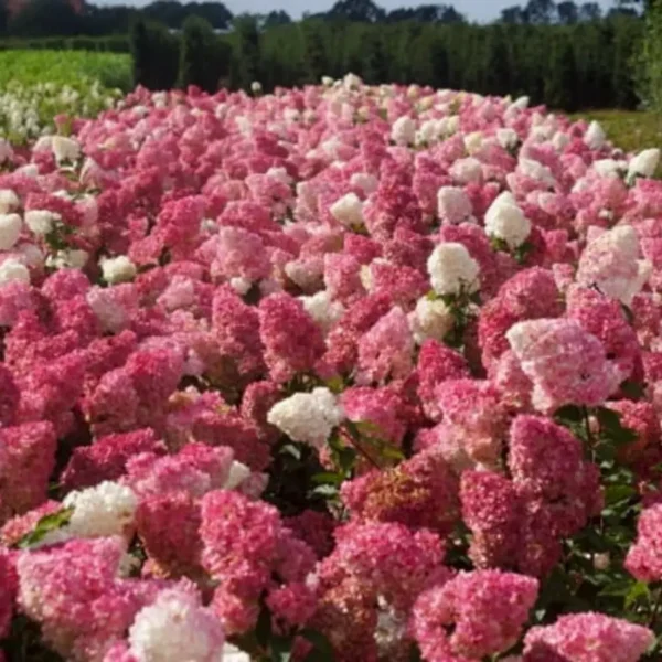 skaraina hortenzija hydrangea paniculata vanilla fraise