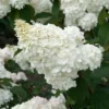 skaraina hortenzija hydrangea paniculata vanilla fraise