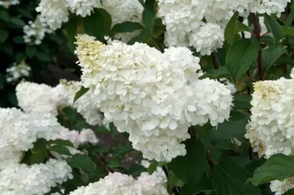 skaraina hortenzija hydrangea paniculata vanilla fraise