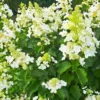 skaraina hortenzija hydrangea paniculata white lady