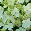 skaraina hortenzija hydrangea paniculata white lady