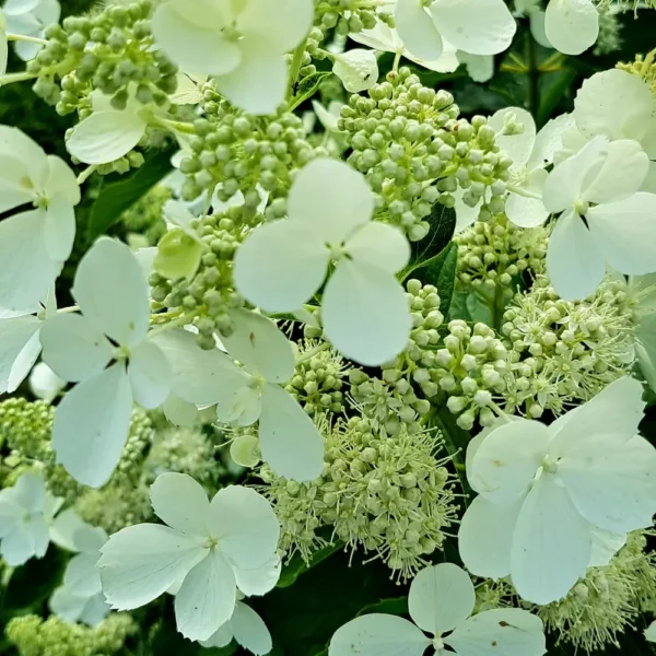 skaraina hortenzija hydrangea paniculata white lady
