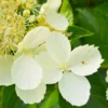 skaraina hortenzija hydrangea paniculata white lady