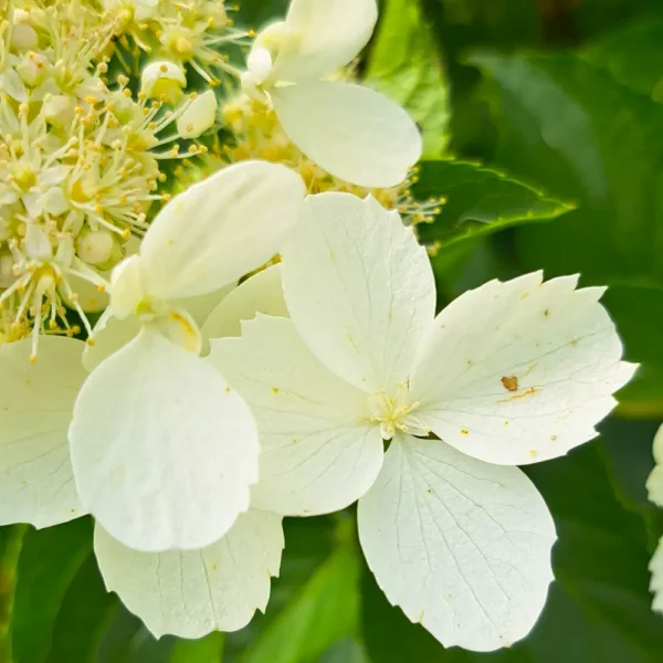skaraina hortenzija hydrangea paniculata white lady
