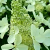 skaraina hortenzija hydrangea paniculata white lady