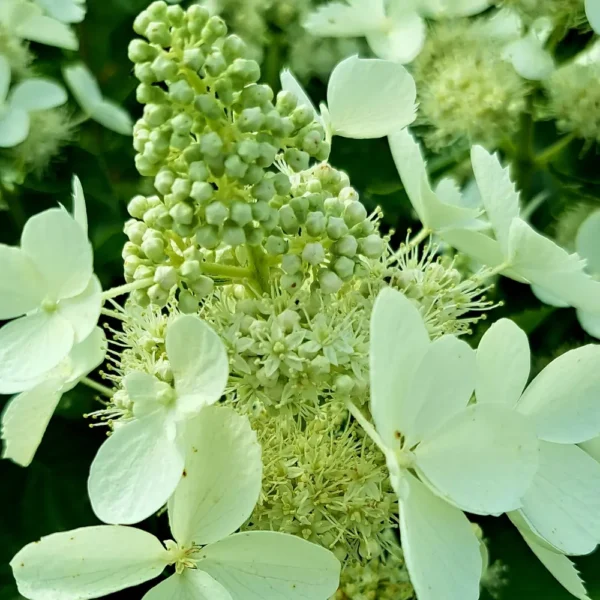 skaraina hortenzija hydrangea paniculata white lady