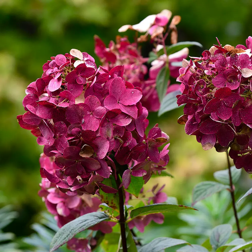 Wims Red | Skarainā hortenzija Hydrangea paniculata - Hortenziju Stādi