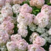 skaraina hortenzija hydrangea paniculatafire light tiny bit