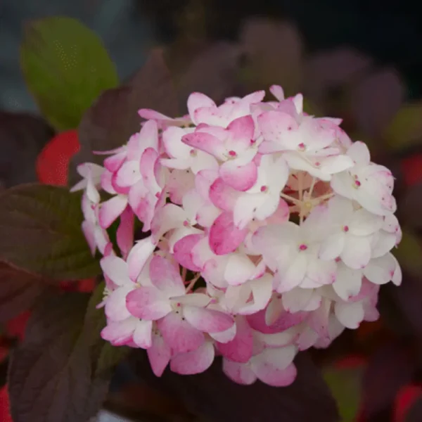 skaraina hortenzija hydrangea paniculatafire light tiny bit