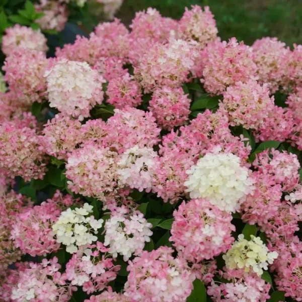 skaraina hortenzija hydrangea paniculatafire light tiny bit
