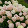 skaraina hortenzija hydrangea paniculatafire light tiny bit