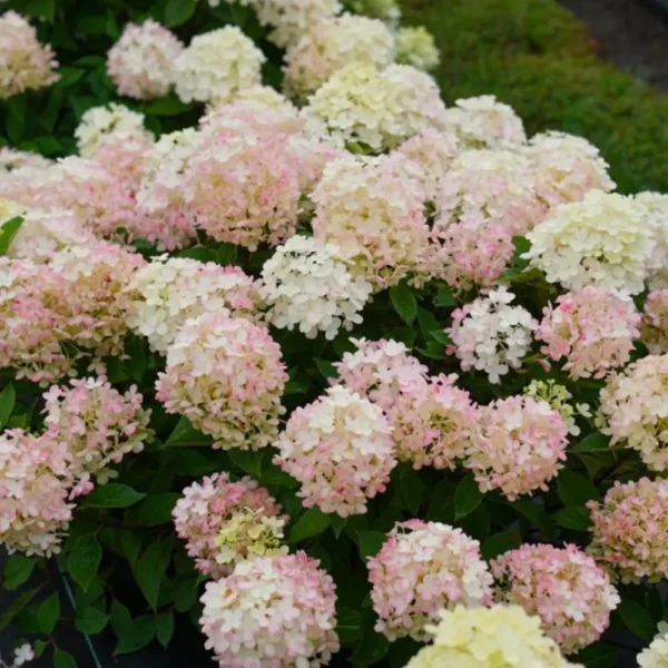 skaraina hortenzija hydrangea paniculatafire light tiny bit