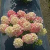 skaraina hortenzija hydrangea paniculatafire light tiny bit