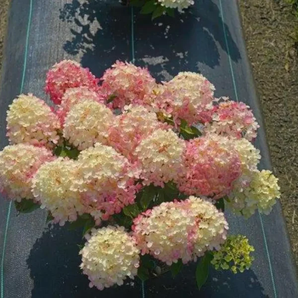 skaraina hortenzija hydrangea paniculatafire light tiny bit