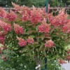 skaraina-hortenzija-pinky-winky-hydrangea-paniculata.webp Pinky Winky | Skarainā hortenzija Hydrangea paniculata