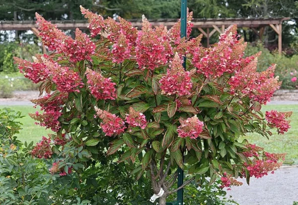skaraina-hortenzija-pinky-winky-hydrangea-paniculata.webp Pinky Winky | Skarainā hortenzija Hydrangea paniculata