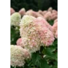 Candy-love-hydrangea-paniculata Living Candy Love | Skarainā hortenzija Hydrangea paniculata