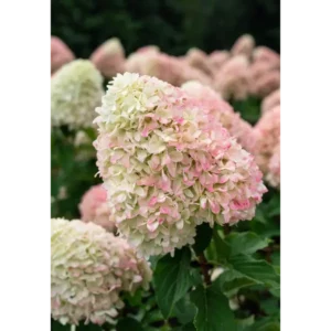Living Candy Love | Skarainā hortenzija Hydrangea paniculata