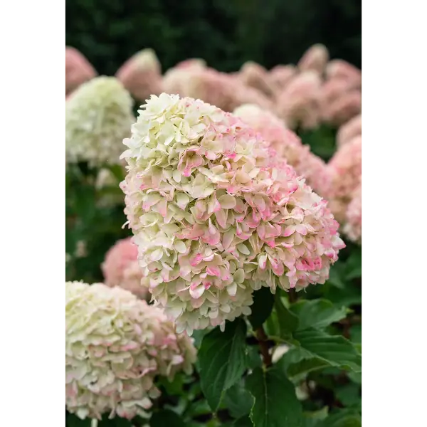 Candy-love-hydrangea-paniculata Living Candy Love | Skarainā hortenzija Hydrangea paniculata