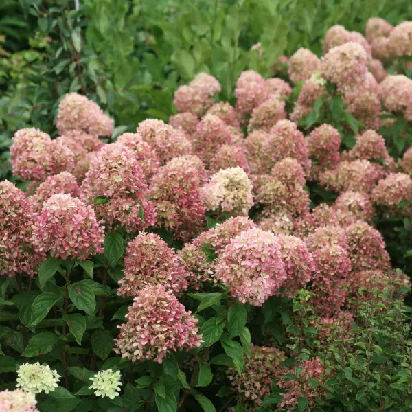 Hortenzija-skaraina-Little-Lime-hydrangea-paniculata Little Lime 'JANE'| Skarainā hortenzija Hydrangea paniculata