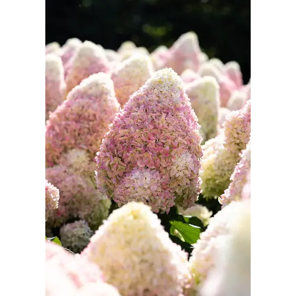 Hortenzija-skaraina-candy-love-hydrangea-paniculata Living Candy Love | Skarainā hortenzija Hydrangea paniculata
