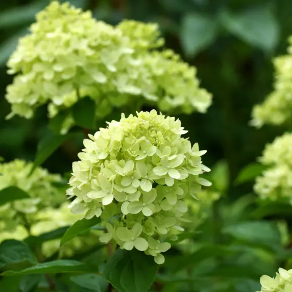 Hydrangea-paniculata-Little-Lime-hortenzija-skaraina Little Lime 'JANE'| Skarainā hortenzija Hydrangea paniculata