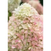 Hydrangea-paniculata-living-candy-love Living Candy Love | Skarainā hortenzija Hydrangea paniculata