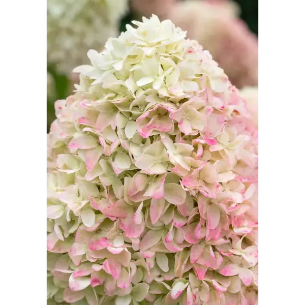 Hydrangea-paniculata-living-candy-love Living Candy Love | Skarainā hortenzija Hydrangea paniculata