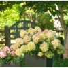 Hydrangea-paniculata-skaraina-hortenzija-little-lime-jane Little Lime 'JANE'| Skarainā hortenzija Hydrangea paniculata