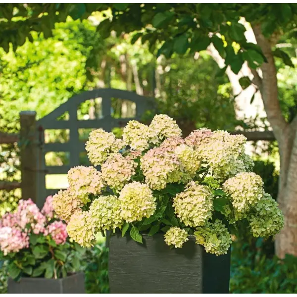 Hydrangea-paniculata-skaraina-hortenzija-little-lime-jane Little Lime 'JANE'| Skarainā hortenzija Hydrangea paniculata