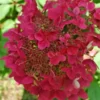 Hydrangea-paniculata-skaraina-hortenzija-prim-red Prim Red 'COUHAPRIM' | Skarainā hortenzija Hydrangea paniculata
