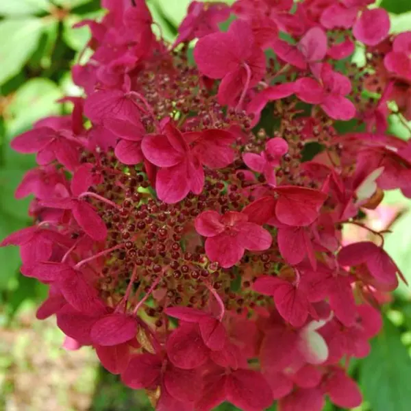Hydrangea-paniculata-skaraina-hortenzija-prim-red Prim Red 'COUHAPRIM' | Skarainā hortenzija Hydrangea paniculata