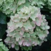Little-Lime-Jane-Hydrangea-paniculata-skaraina-hortenzija Little Lime 'JANE'| Skarainā hortenzija Hydrangea paniculata