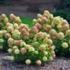 Little-Lime-skaraina-hortenzija-skaraina-hortenzija-jane Little Lime 'JANE'| Skarainā hortenzija Hydrangea paniculata