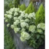 Skaraina-hortenzija-Little-Lime-hydrangea-paniculata Little Lime 'JANE'| Skarainā hortenzija Hydrangea paniculata